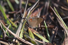 Arzecla tucumanensis