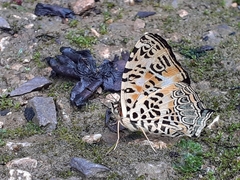 Symbrenthia hypselis