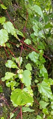 Begonia dioica