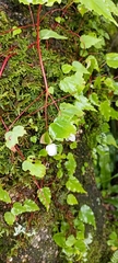 Begonia dioica