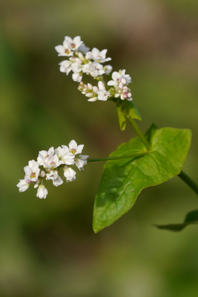 Fagopyrum esculentum — a medium houseplant, prefers full sun light