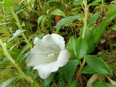 Tripterospermum microphyllum