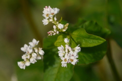 Koenigia campanulata