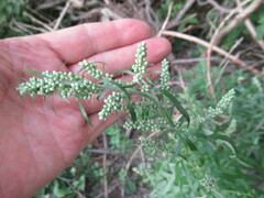 Artemisia integrifolia