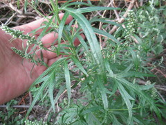 Artemisia integrifolia
