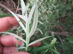 Artemisia integrifolia
