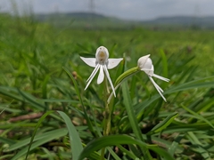 Habenaria grandifloriformis