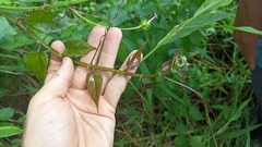Cissus pteroclada