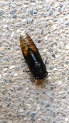 Cryptotympana holsti