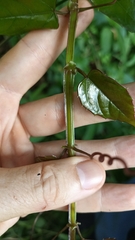 Cissus pteroclada