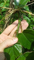 Cissus pteroclada