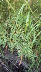 Plasmopara peucedani