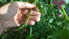 Cissus pteroclada