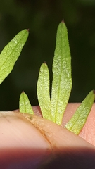 Plasmopara peucedani