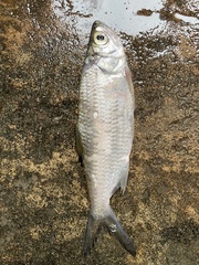 Megalops cyprinoides