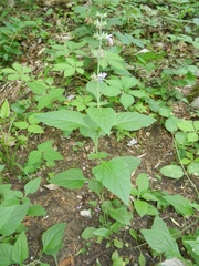 Salvia urticifolia