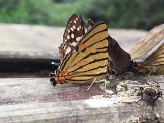 Dodona adonira
