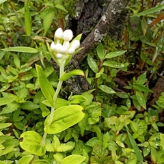 Anaphalioides trinervis