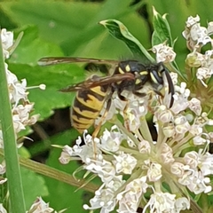 Vespula vulgaris