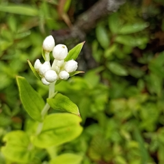 Anaphalioides trinervis