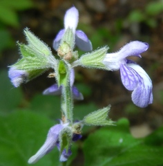 Salvia urticifolia
