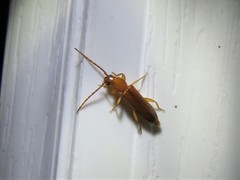 Smodicum cucujiforme