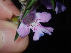 Hemiandra pungens