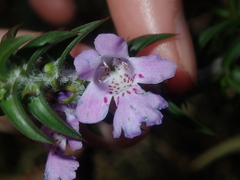 Hemiandra pungens