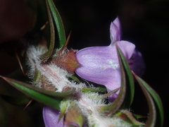 Hemiandra pungens