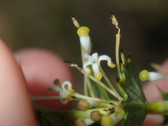 Grevillea uniformis