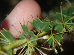 Grevillea uniformis