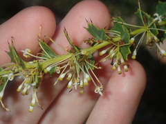 Grevillea uniformis