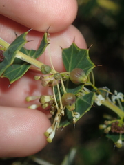 Grevillea uniformis