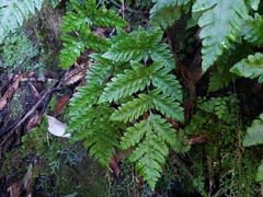 Tectaria cicutaria