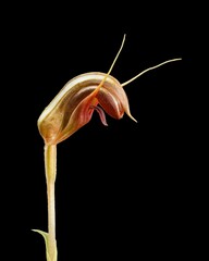 Pterostylis taurus