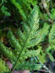 Tectaria cicutaria