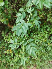 Rosa canina