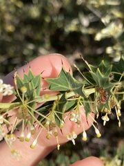 Grevillea uniformis