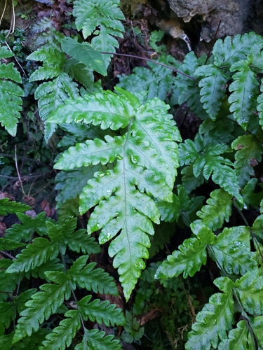 Button fern (Tectaria cicutaria)