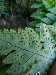 Tectaria cicutaria