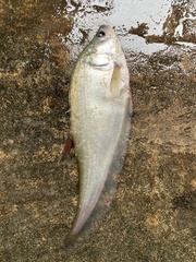 Notopterus notopterus