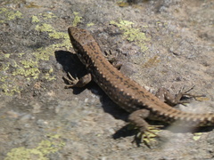 Iberolacerta cyreni