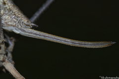 Pterolepis