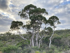 Eucalyptus drummondii