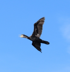 Phalacrocorax carbo