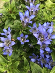 Gentiana sino-ornata