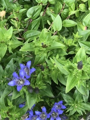 Gentiana sino-ornata
