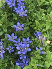 Gentiana sino-ornata