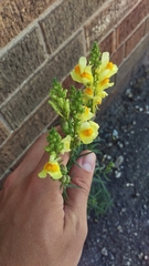 Linaria vulgaris