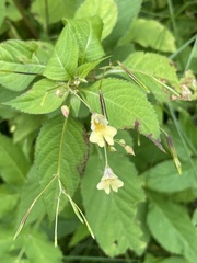 Impatiens parviflora